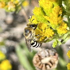Colletes
