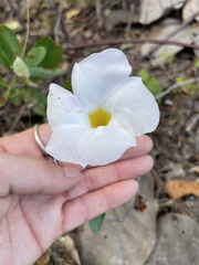 Rhabdadenia biflora