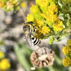 Colletes