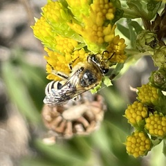 Colletes