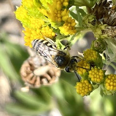 Colletes