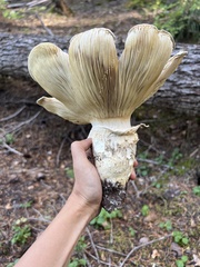 Catathelasma