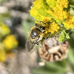 Colletes