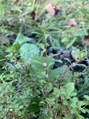 Ludwigia microcarpa