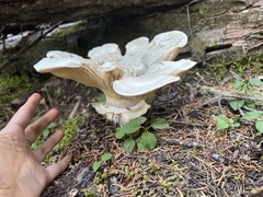 Catathelasma