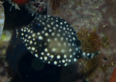 Lactophrys triqueter