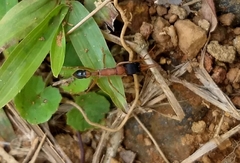 Harpegnathos saltator