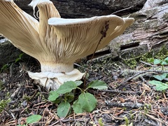 Catathelasma