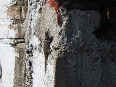 Sceloporus torquatus