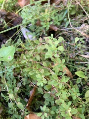 Ludwigia microcarpa