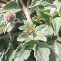 Cycloneda emarginata