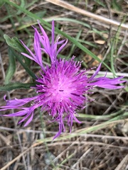 Centaurea