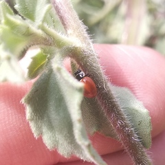 Cycloneda emarginata