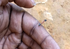 Harpegnathos saltator