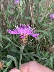 Centaurea