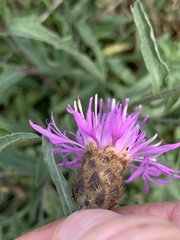 Centaurea