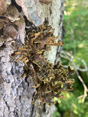 Pseudocyphellaria holarctica