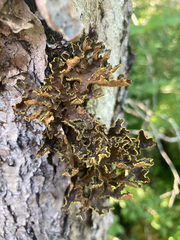 Pseudocyphellaria holarctica
