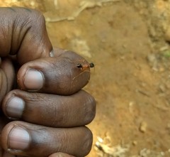 Harpegnathos saltator