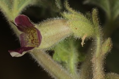 Proboscidea sabulosa