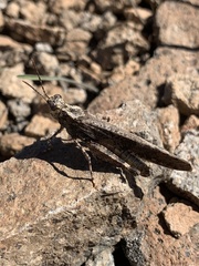 Trimerotropis verruculata