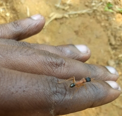 Harpegnathos saltator