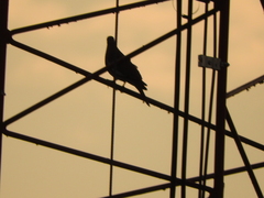 Streptopelia decaocto