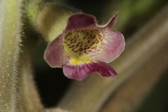 Proboscidea sabulosa