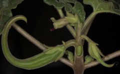 Proboscidea sabulosa