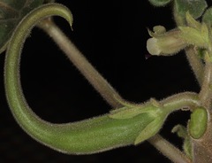 Proboscidea sabulosa