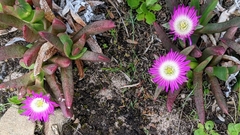 Carpobrotus modestus