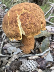 Rugiboletus extremiorientalis