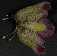 Proboscidea sabulosa