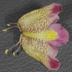 Proboscidea sabulosa