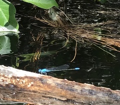 Pseudagrion