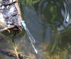 Pseudagrion