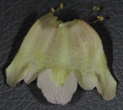 Proboscidea sabulosa