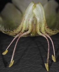 Proboscidea sabulosa