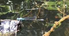 Pseudagrion