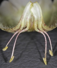 Proboscidea sabulosa