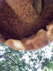 Rugiboletus extremiorientalis