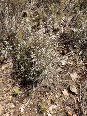 Leucopogon