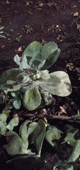 Kalanchoe marmorata