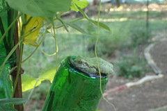 Hyla chrysoscelis