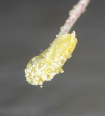 Proboscidea sabulosa