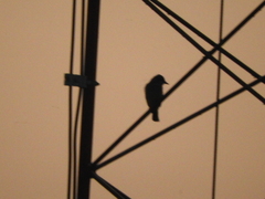 Pyrocephalus rubinus