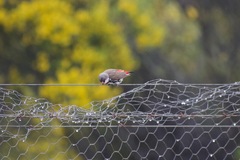 Stagonopleura guttata