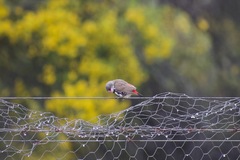 Stagonopleura guttata