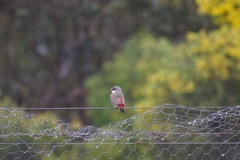 Stagonopleura guttata