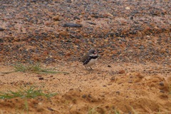 Stagonopleura guttata